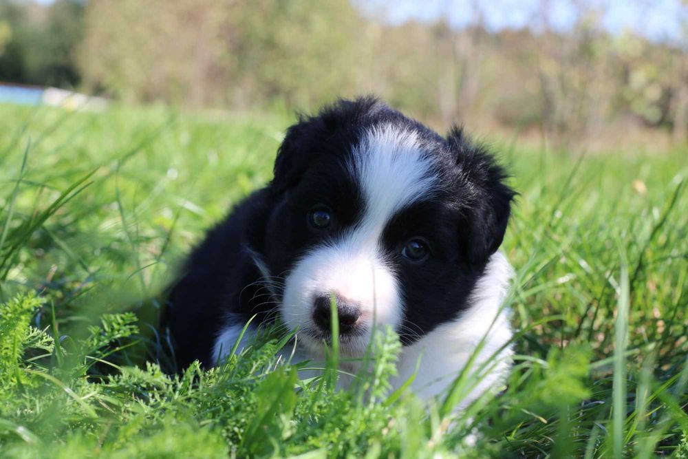 Border Collie piesek czarno biały