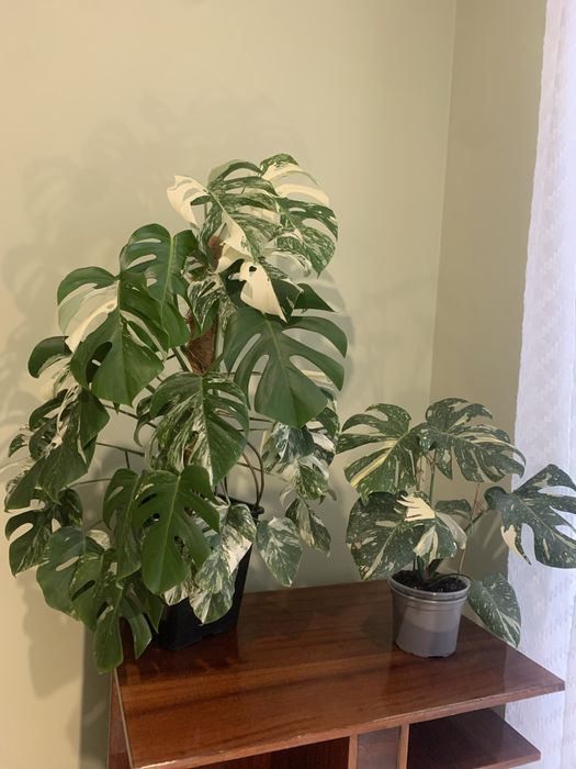 Велика монстера Альба та Тайське Сузіря