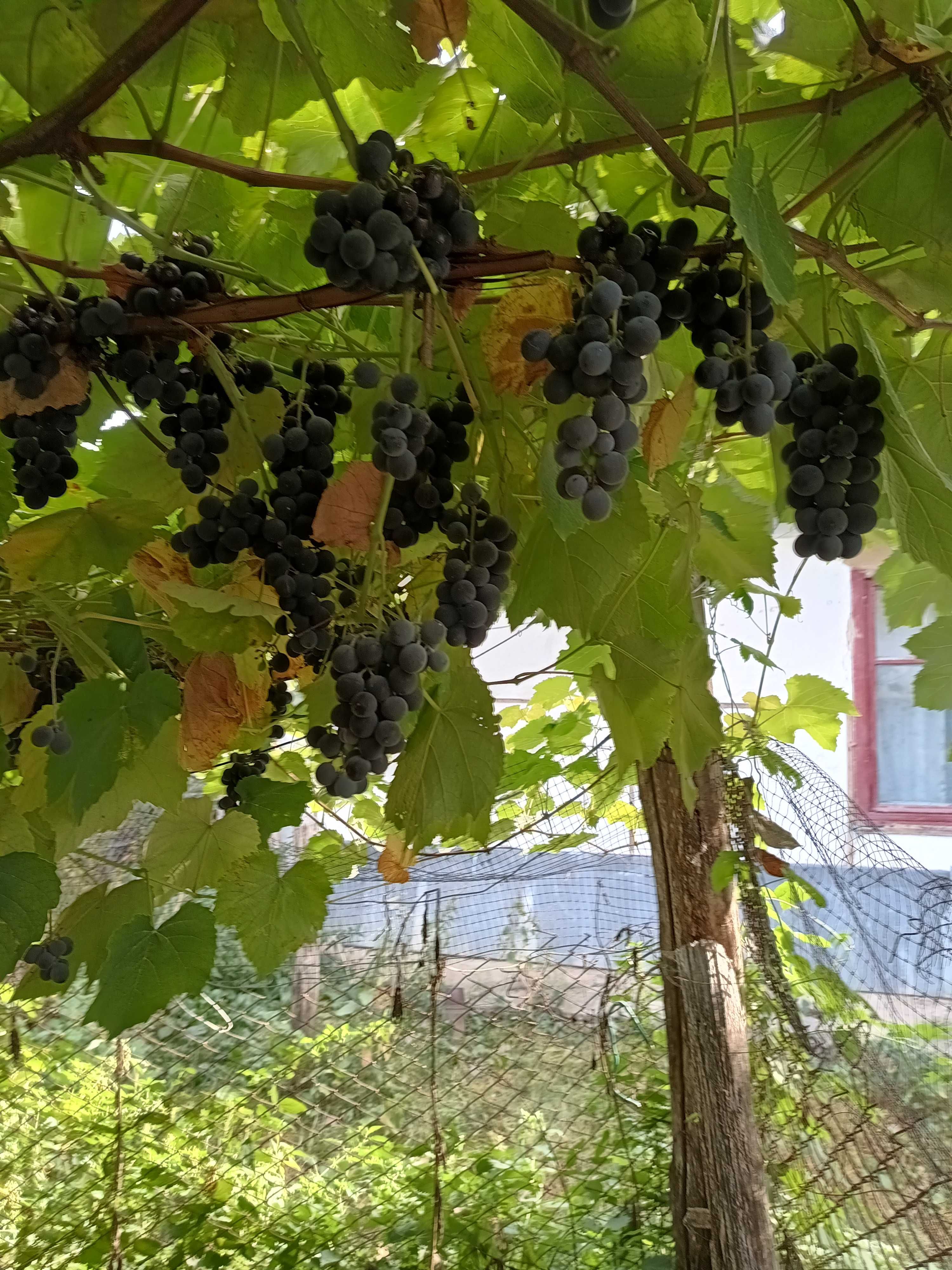 Будинок в с. Павлівка, Тульчинський р-н, Вінницька обл.