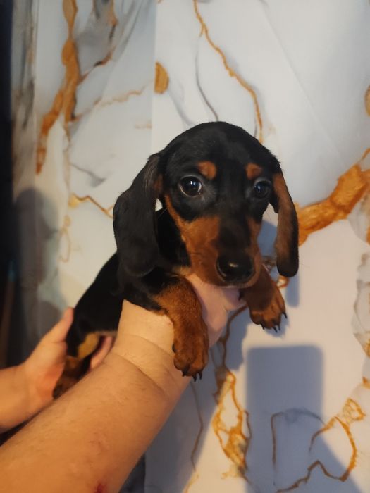 Jamnik krótkowłosy suczka czarny podpalany