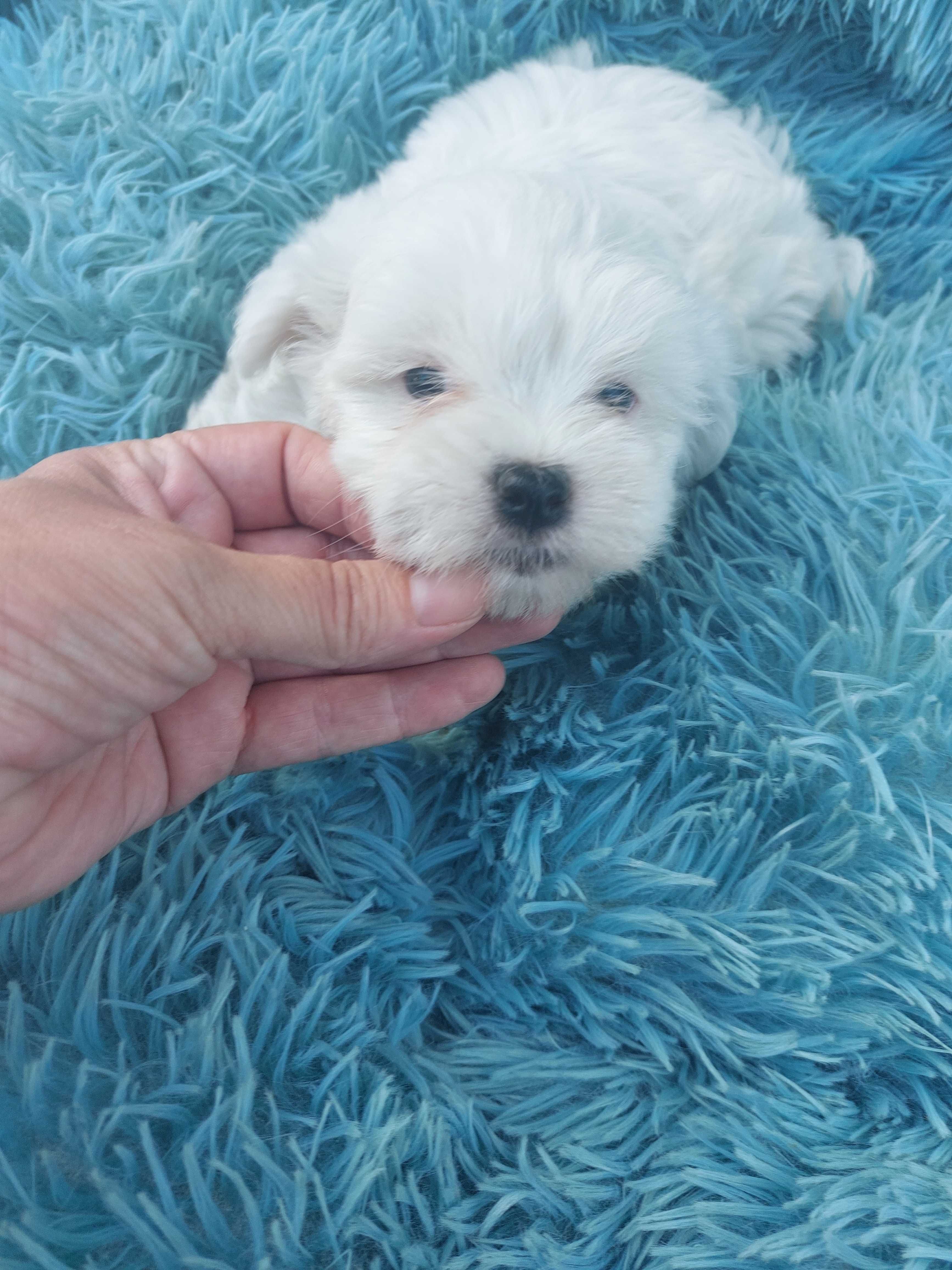 Bichon Maltês. Maravilhoso Menino.