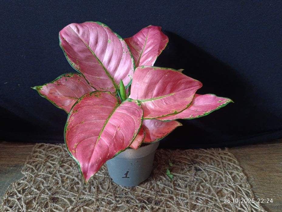 Аглаонема Розі Ред" (Aglaonema Rosy Red)