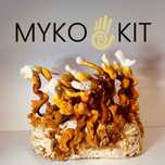 Grzybnia growkit Soplowka jeżowata, Reishi, boczniak