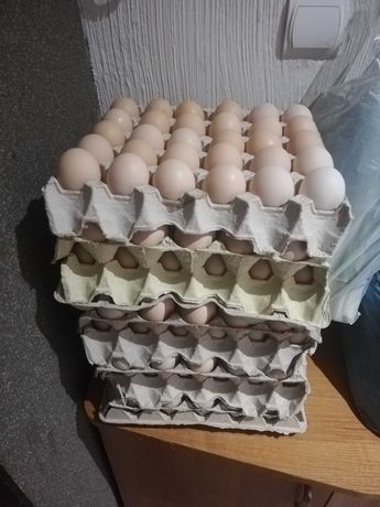 Świeże jajka z dostawą