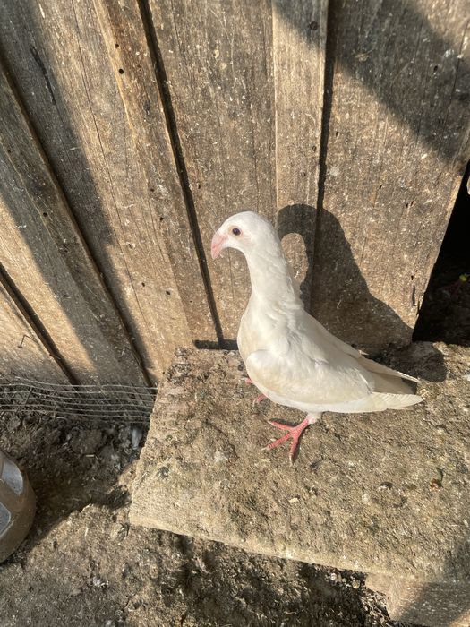 Декоративні кури