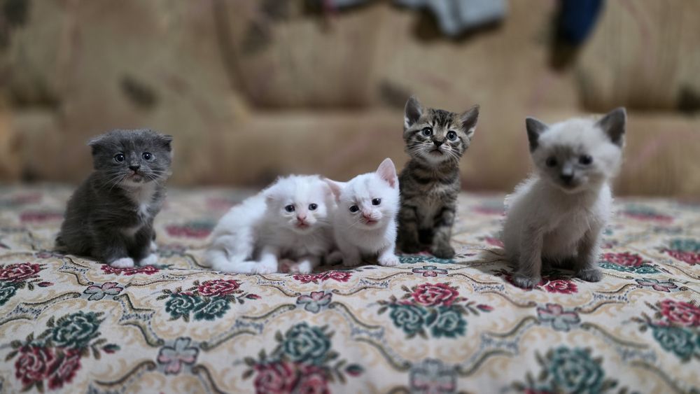Котики вислоухі прямовухі коты шотландские