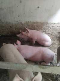 Продаж домашні свині м'ясної породи