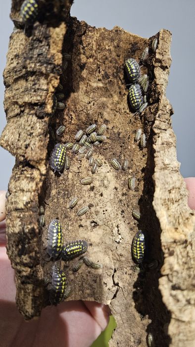Isopody Armadillidium Gestroi - ekipa sprzątająca