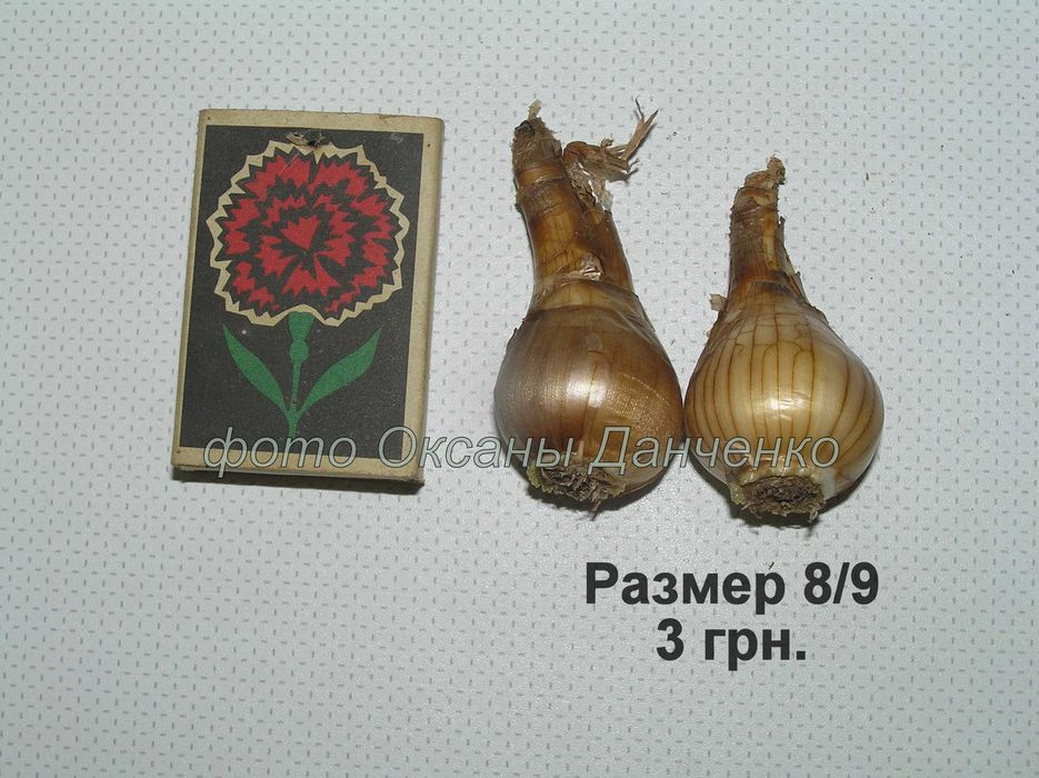 Нарциссы (луковицы)