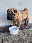 Szczenię piesek shar pei z rodowodem zkwp fci