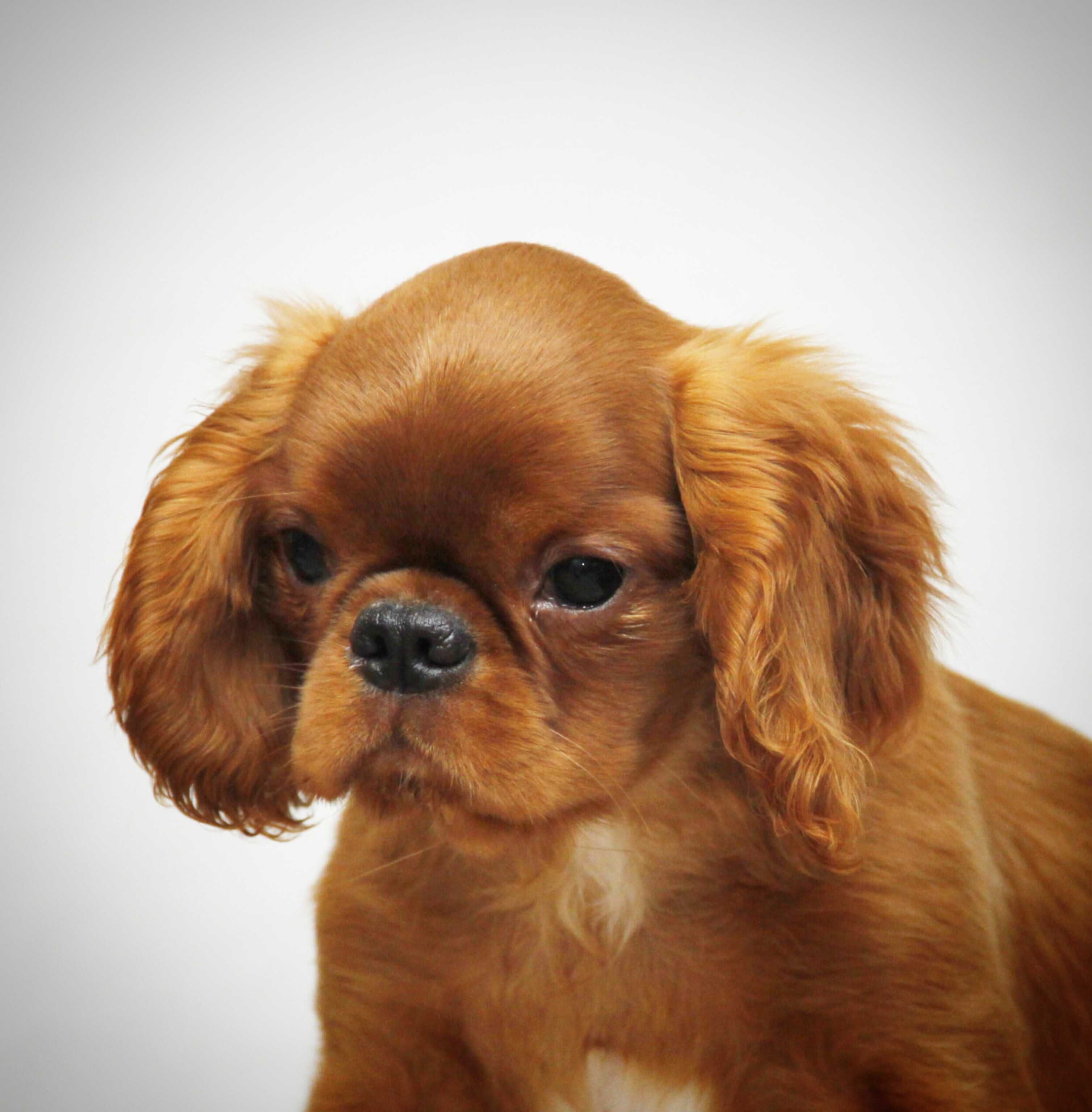 Ruby chłopiec King Charles Spaniel