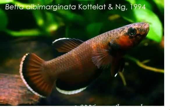 Betta Albimarginata - Malinau