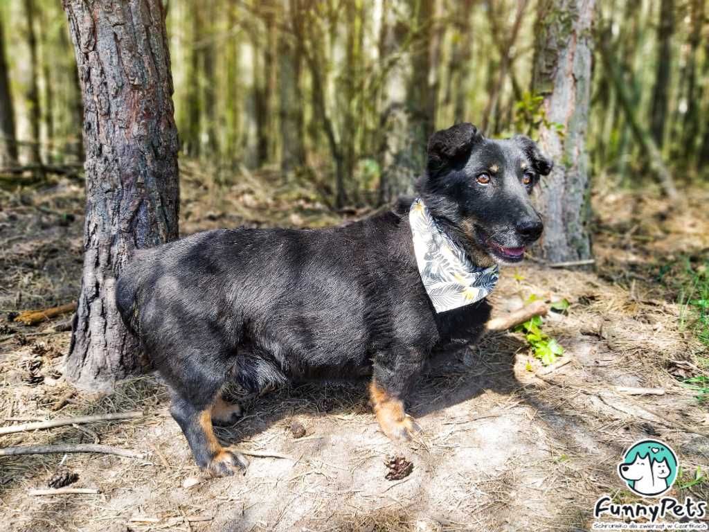 Przyjacielski, miły psiak Kuks poleca się do adopcji!