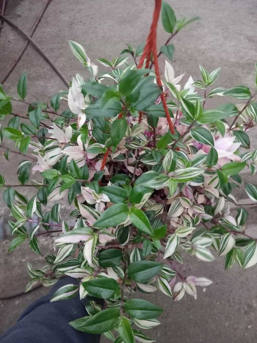 Trzykrotka Lilac, Yellow Hill, Blushing Bride, Bluszcz, Paproć