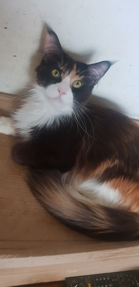 Śliczna kotka Maine Coon