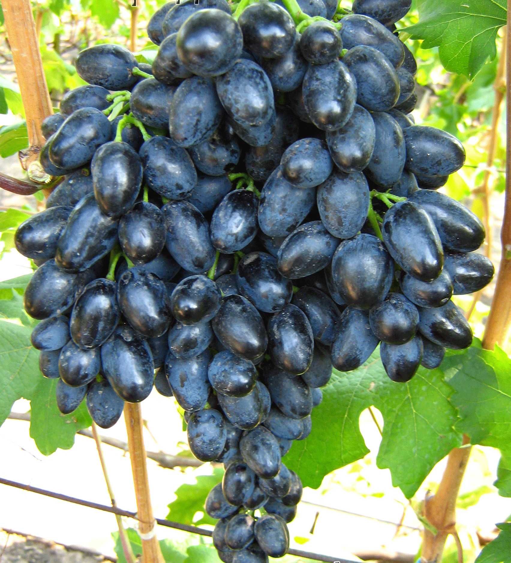 Пропонуємо саджанці винограду столових сортів.
