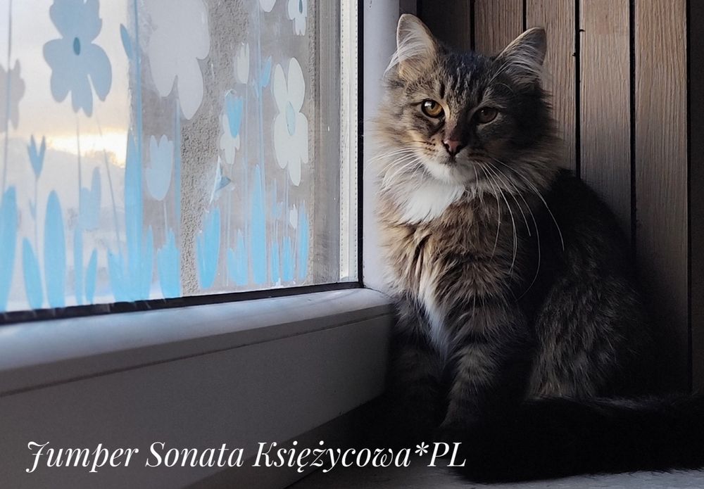 Kocurek syberyjski z rodowodem.