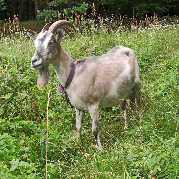 Дійні кози продаю