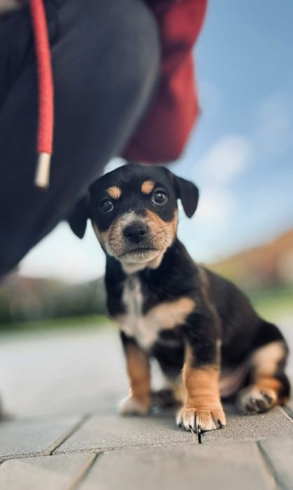 ODDAM PIESKI, Zuma i Kropka