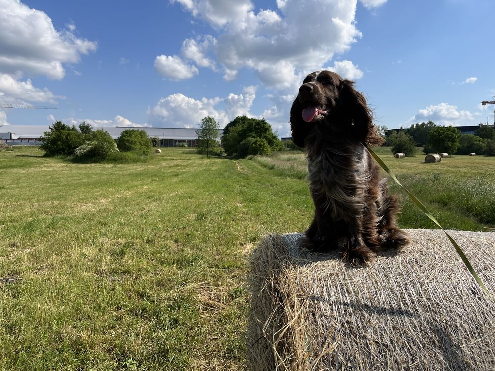 Polski spaniel myśliwski szuka domu / domu tymczasowego