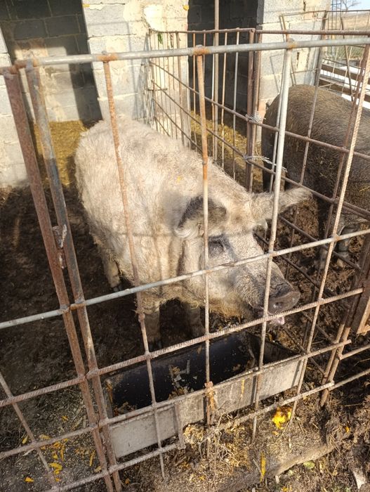 Кнур Венгерської Мангалиця