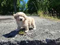 maltipoo szczeniak suczka gotowa do odbioru