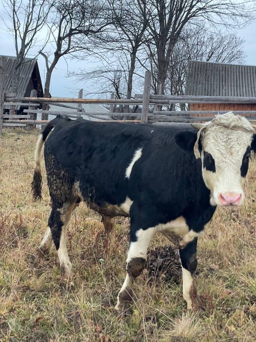 Продається молодий Бичок