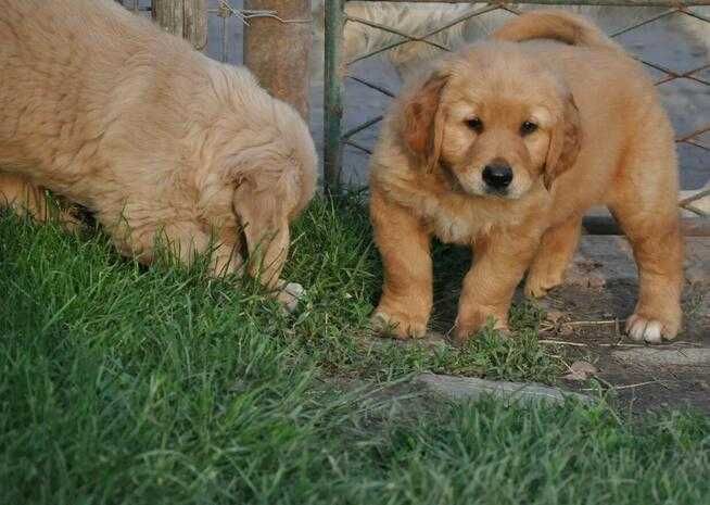 golden retriever