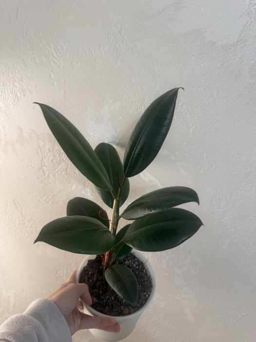 Фікус Тінекі, Беліз, Абіджан (TINEKI, BELIZE,  ELASTICA ABIDJAN)