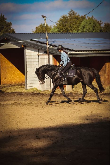 Wałach 7-letni - pilna redukcja stada