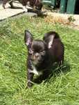 Chihuahua - Cudny krótkowłosy czekoladowy chłopczyk - ZKwP/FCI