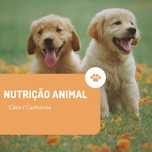 Petsitting e passeios com o teu patudo em Faro!
