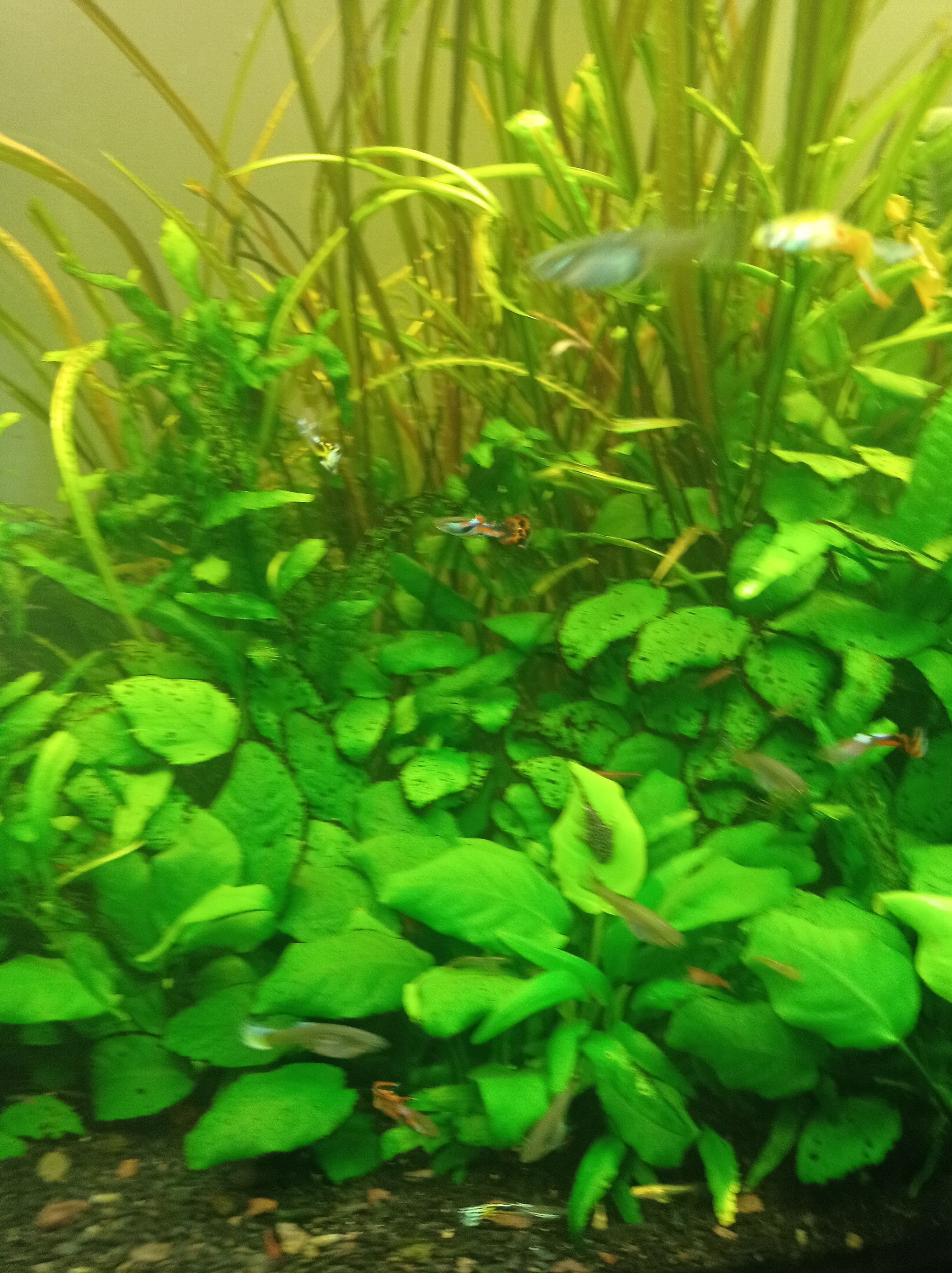 Vendo guppies macho adultos