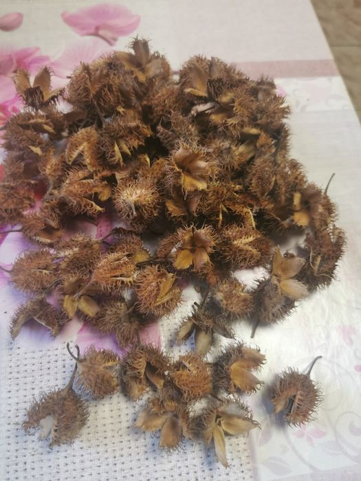 Szyszki buka do stroikow