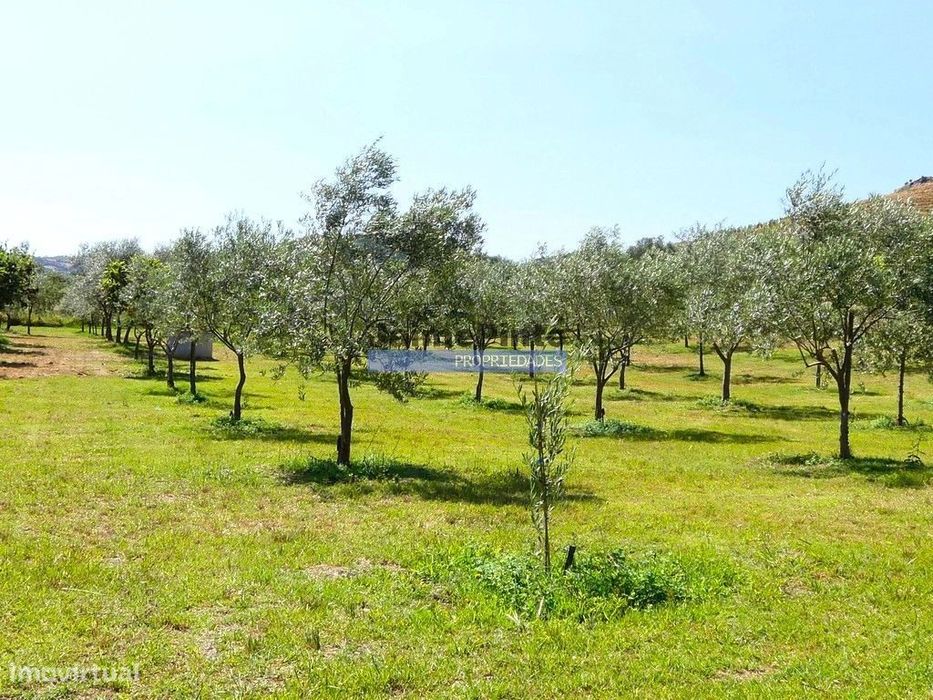 88ha c/ Olival, Cortiça, Floresta e terra p/ novas plantações, Arma...