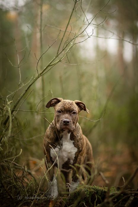 American staffordshire terrier Amstaff FCI ZKwP