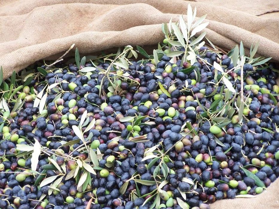 Azeite de Olivas Caseiro