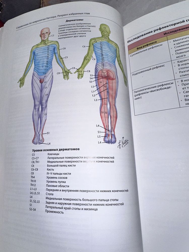 Диагностика и лечение боли (Неттер) справочник по неврологии