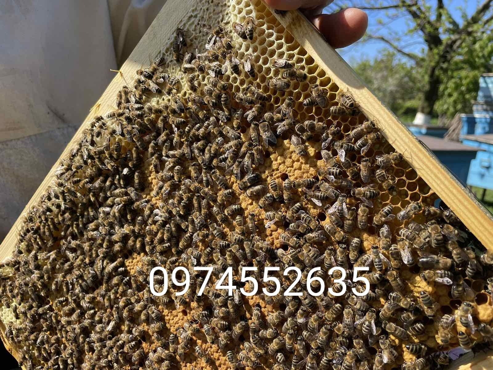 Пчелопакеты, пчелосемьи, сушь