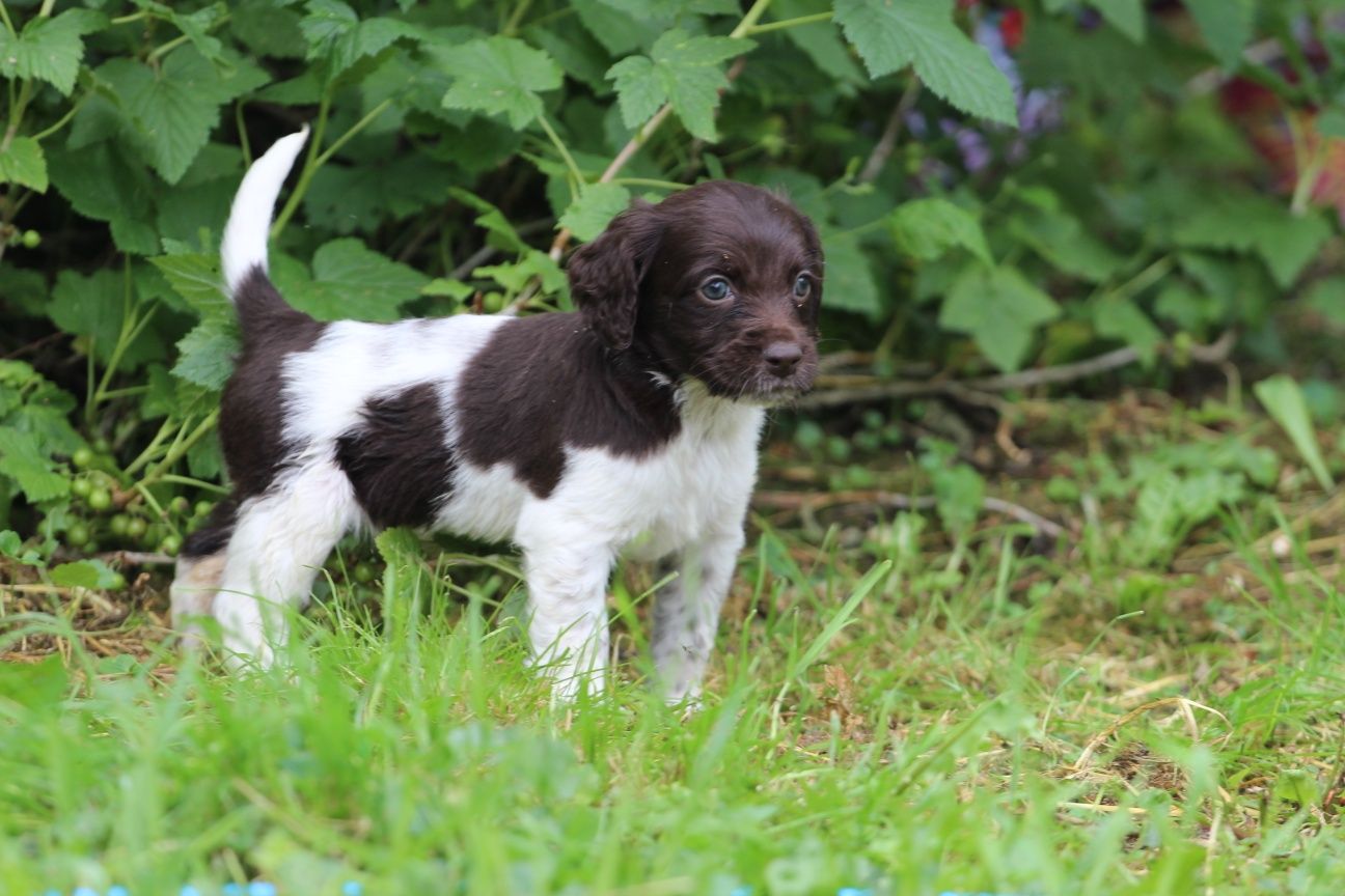 Suczka Munsterlander Maly (płochacz beagle spaniel )