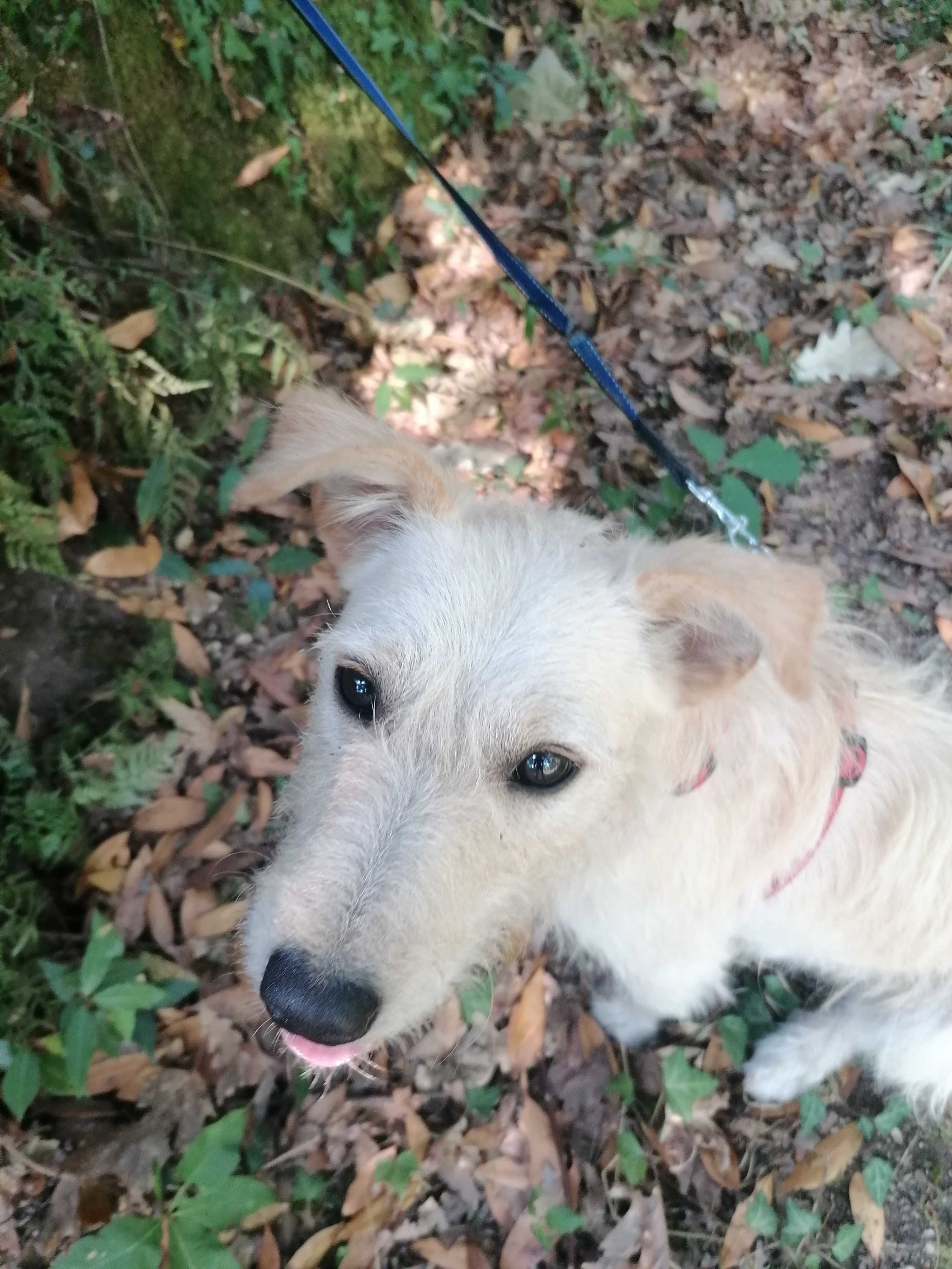 Bobby- Cachorro para adoção responsável