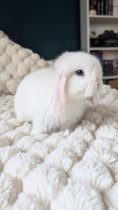 MINI LOP królik miniaturka mały karzełek baranek