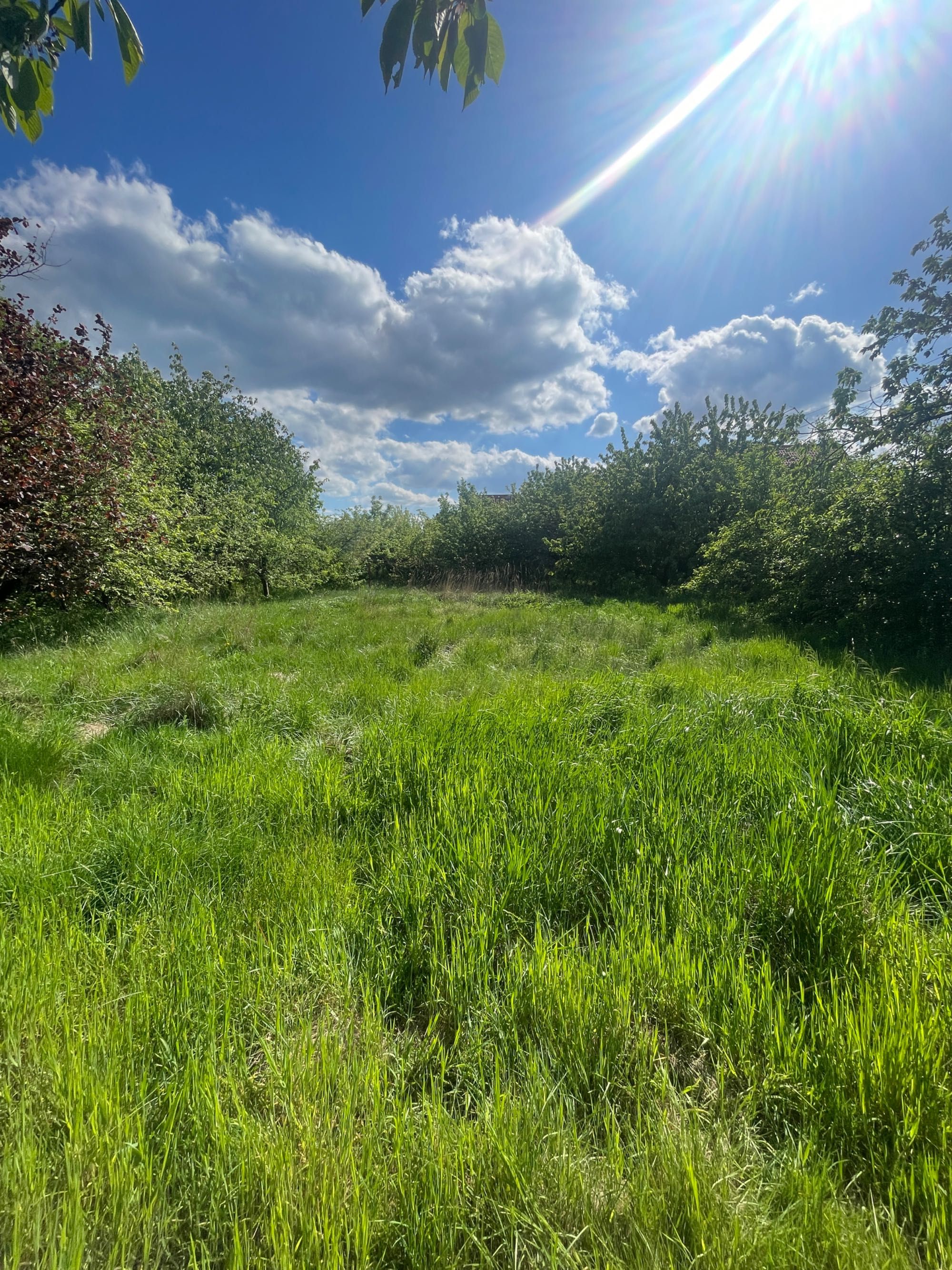 Na sprzedaż działka 1179 m² z zabudowaniami i drzewami owocowymi