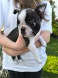 Boston Terrier ZKwP