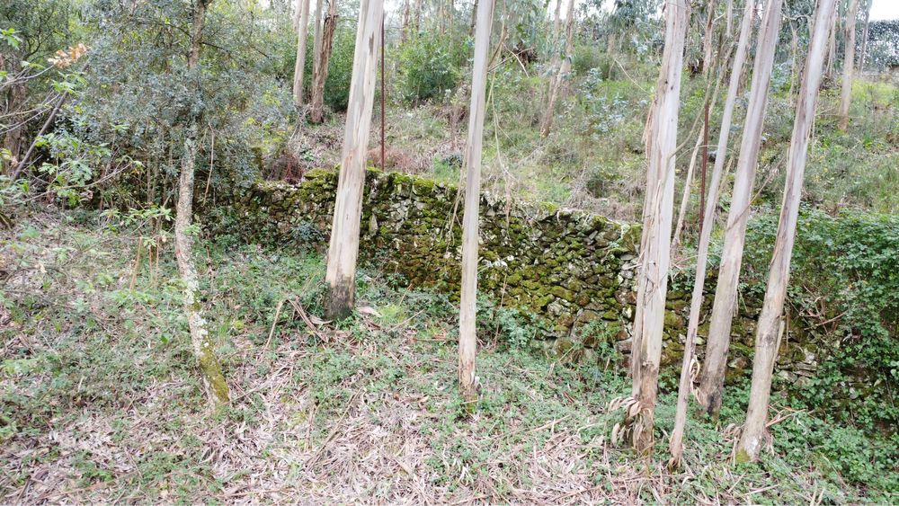 Terreno rustico