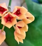 Hoya Cutis-porcelana SADZONKA CIĘTA