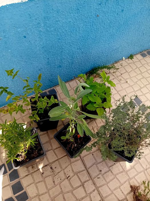 Mix de 5 ervas aromaticas perenes
