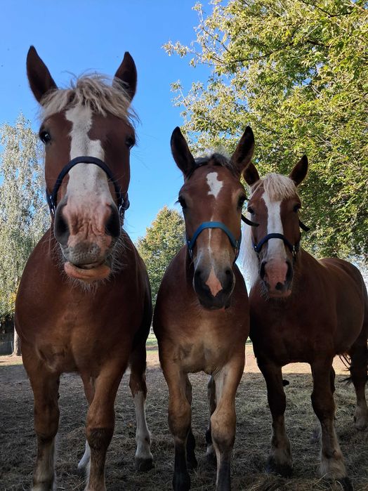 Źrebica zimnokrwista