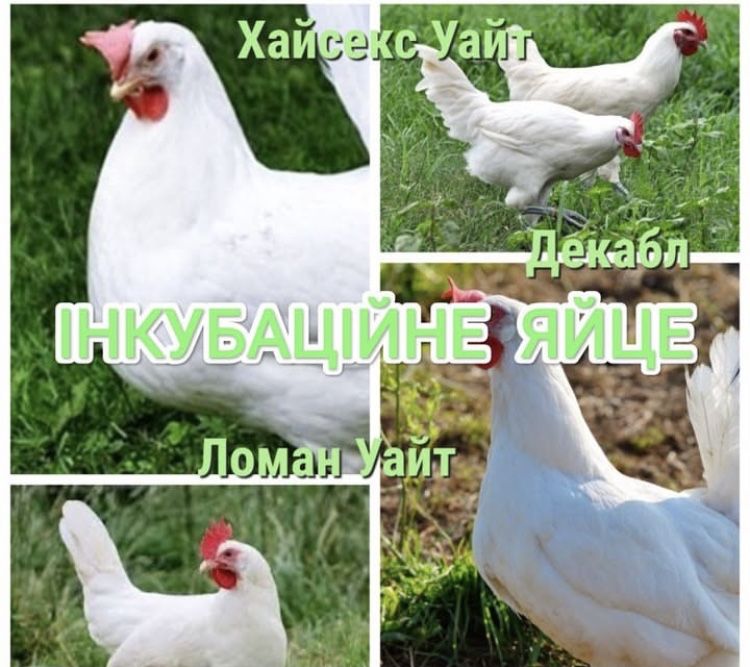 Хайсекс уайт , Ломан уайт инкубационные яйца