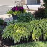 Hakonechloa 'Aureola' P11(1L)